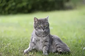 超过300只猫死于罕见疾病 这些猫粮可能有毒图片