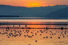 多图｜石屏异龙湖观鸟图鉴图片