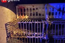 南京战疫｜六合城管查处非法活禽销售图片
