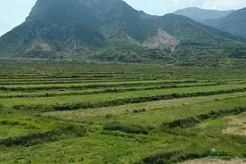 绵山脚下的药“财”之路图片