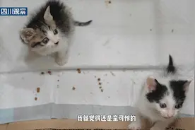 国际爱猫日丨暴雨夜，“躲”在猫舍门口的两只猫图片