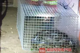 吓人！防城港一村民深夜巡查鸡舍，发现一个庞然大物图片