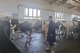 现代“职业牛倌”马万平的“牛”气生活图片