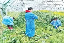 蔬菜每天供过于求达一千多吨图片