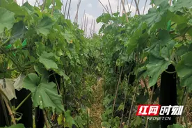 湖南嘉禾：瑶冲村“冲”在前图片