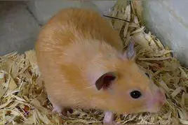河北省首批动物源性生物材料顺利出口图片