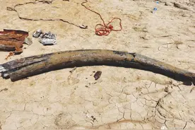 南阳白河惊现纳玛象牙化石，距今5万至20万年图片