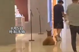 有腿不走就是玩！羊驼被牵着商场内全程滑行，网友：保洁费咋算？图片