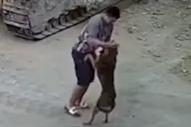 男子被恶犬扑咬一招将其制服，旁边的狗同伴直接被吓跑，网友：这是个高手图片