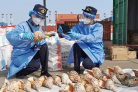 黄岛海关查获33枚法螺壳，系国家二级保护动物图片