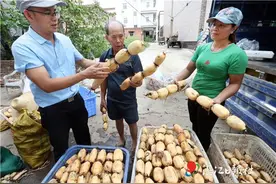 湛江6个特色农产品优势区上榜图片