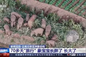“旅行”数月小象胖了也长本事了 网友：成长肉眼可见，欣慰图片