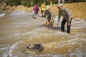 海南：放归海龟 守护海洋图片
