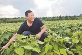 龙江油豆角“火出圈”强劲开启全产业链加速度图片