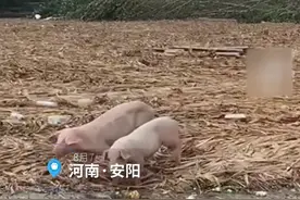 两小猪洪水中漂流半个月，饿得皮包骨头坚持到获救图片