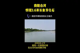 南阳白河河床惊现3.6米长古象牙化石 此为南阳第六次发现同类物品图片
