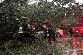 昨夜狂风骤雨中，消防员忙着清理“拦路虎”图片