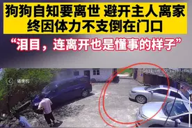 泪目！年近20岁的狗狗自知要离世，悄悄离家，体力不支倒在门口图片