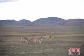 藏羚羊，大熊猫，降级！降级图片