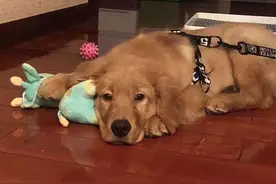 金毛犬siri托运致死后续：双方达成和解，涉事公司有注销意向图片