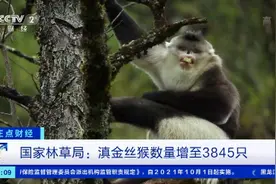 国家林草局：滇金丝猴数量增至3845只视频封面