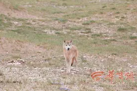狼来了！陕西省动物研究所科考队在可可西里拍到“狼追藏羚羊”画面图片