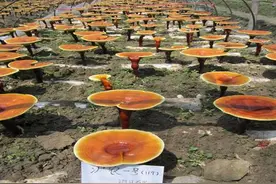 “千年灵芝”可信吗？上海花60多年研究灵芝，终于揭开“仙草”的奥秘图片