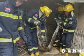 福建一村子惊现大蟒蛇，狂吞16只鸡图片