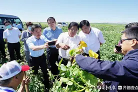 深壹点丨希森马铃薯产业集团：20年坚守 小土豆长出大产业图片