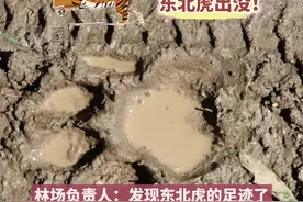 黑龙江饶河一林场现东北虎足迹，距村屯仅600米，当地正搜寻图片