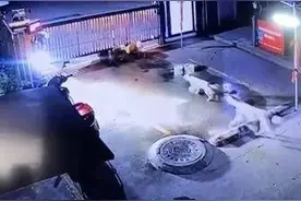 西安一小区闯入7只流浪狗咬死9只流浪猫 物业：已处理尸体并消杀图片