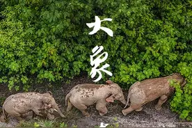 大象奇游记——云南亚洲象群北移南归全程纪实图片