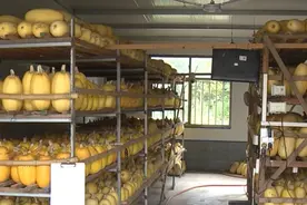 “崇明金瓜”一年四季都有！视频封面