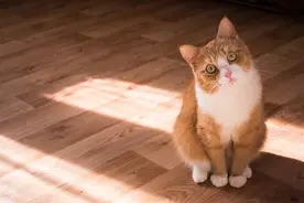 并不高冷！研究显示：你的猫咪可能比你想象的更爱你图片