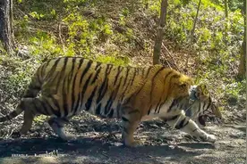 老虎、狼、狗熊、野猪？数一数当年我在北大荒遇见的猛兽图片