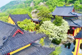 海州：人间四月芳菲尽“醉”美流苏扮古寺图片