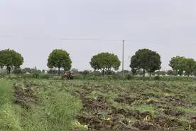 百村调研行 | 相城望亭迎湖村：稻花香里，有丰收故事也有“诗和远方”图片