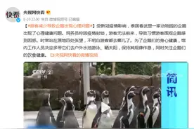 泰国：游客减少导致企鹅出现心理问题图片