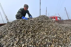 青岛：渔民秋收蛤蜊产销旺图片