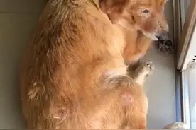摩托撞完用棍击，福建泉州一金毛犬遭路人虐打浑身是伤图片