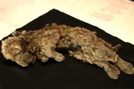 仿佛昨天才死去，西伯利亚发现2.8万年前狮子幼崽图片