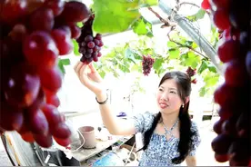 “萄”醉花海！威海这个“鲜果小镇”你来过吗图片