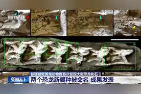 新疆哈密翼龙动物群首次发现大型恐龙化石 两个恐龙新属种被命名图片