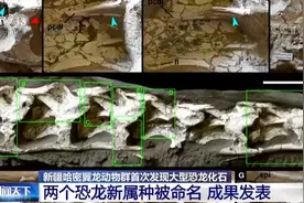 新疆哈密翼龙动物群首次发现大型恐龙化石 两个恐龙新属种被命名图片