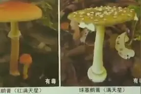 云南一家四口误食致命鹅膏菌，医生传授快速自救法视频封面
