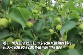 荒山变果园 结出“致富果”视频封面