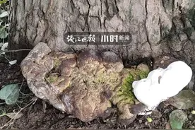 又是涨知识的一天！浙江村口古树下长的这一坨，竟是白娘子同款图片
