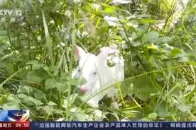 神农架有只白化毛冠鹿，嘴巴和鼻子是粉红色，长这样图片