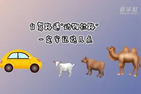 自驾路遇“动物拦路”一定牢记这几点图片