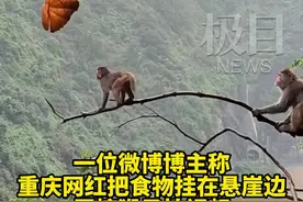 重庆一景区悬崖挂食物恶搞野猴？官方回应：正常投喂，拍摄角度造成误会图片